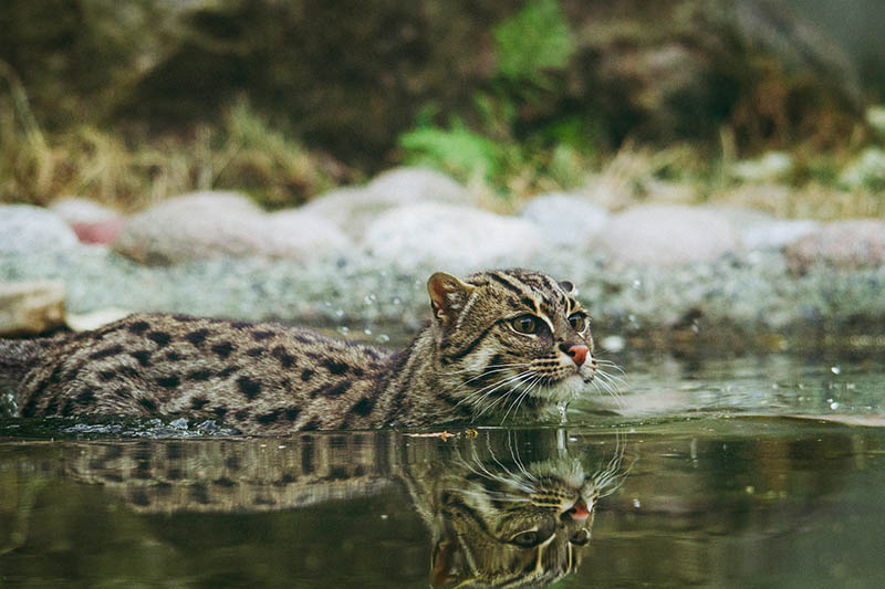 Cat swims in the water
