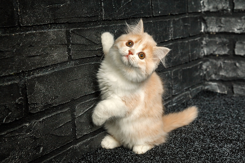 A cat trying to climb a brick wall
