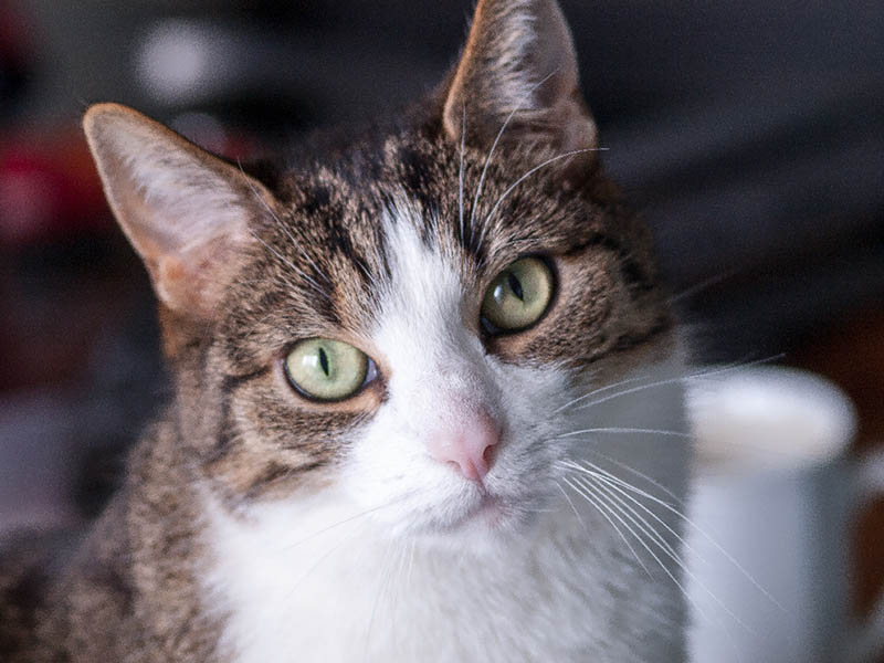 cat with pale nose close up