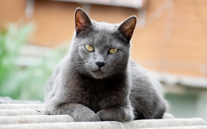 chartreux cat on the roof