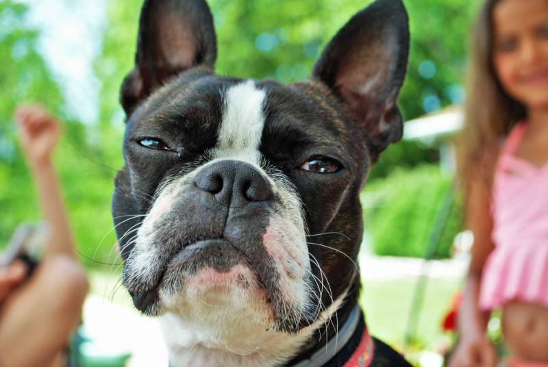 close up of boston terrier dog about to sneeze