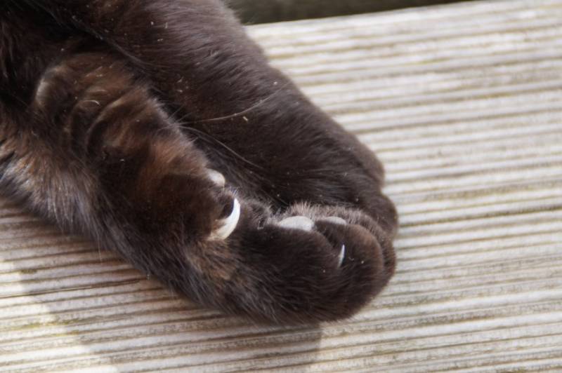 close up of cat paw with whiskers on its legs