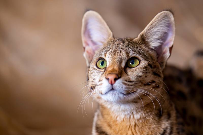 close up of savannah cat looking up