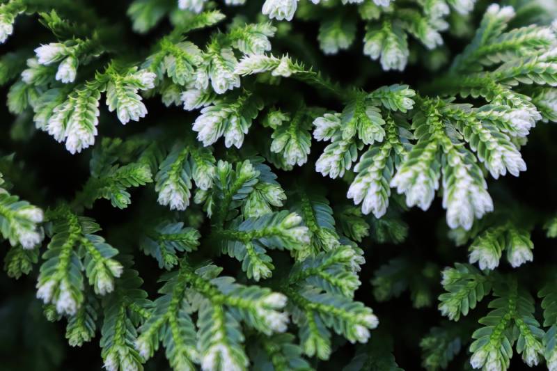 closeup of the variegated tips on a frosty tip fern