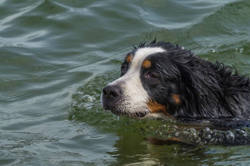 cute bernese Mountain Dog swimming in a lake on a hot summer