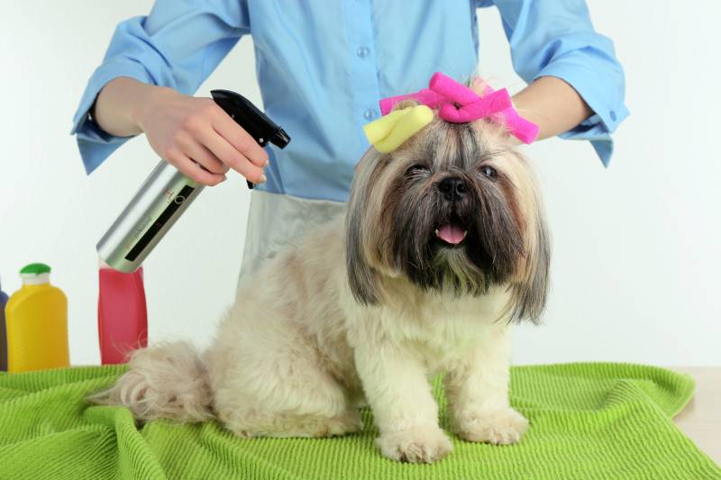 Cute Shih Tzu and hairdresser in barbershop isolated on white