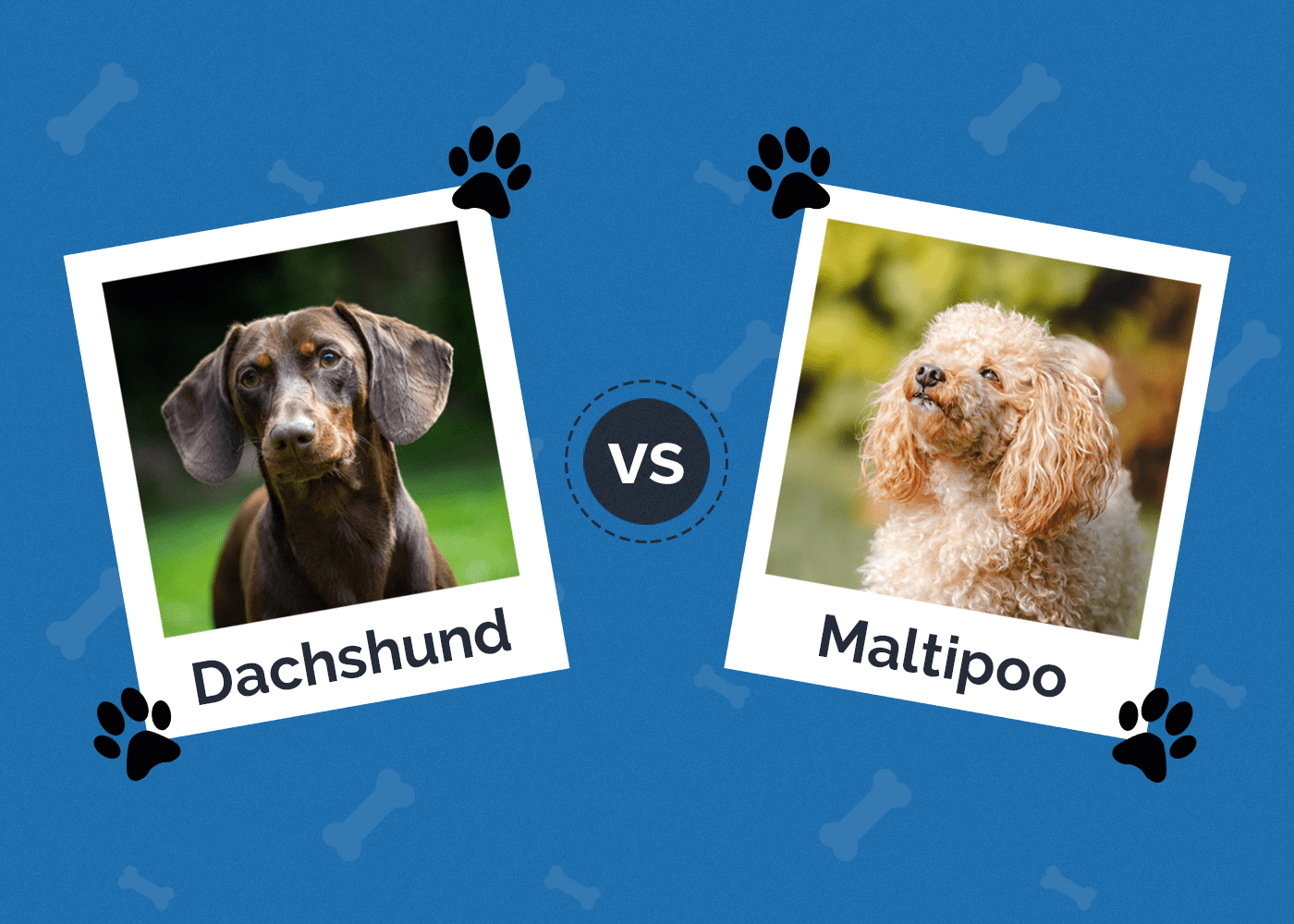 dachshund vs maltipoo Hepper