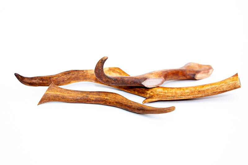 Deer antlers on a white background
