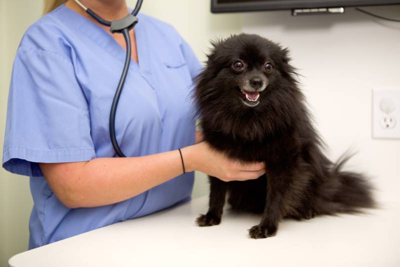 dog having it's heart rate checked at the vet clinic