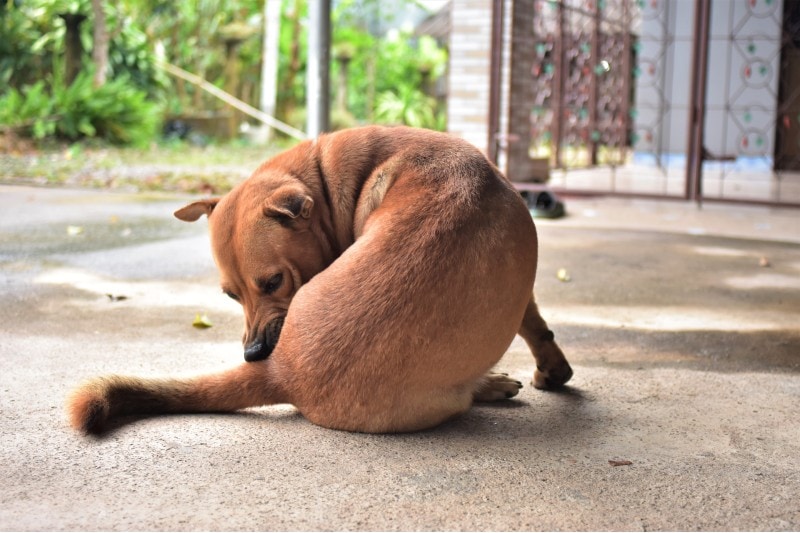 dog lick thier butt