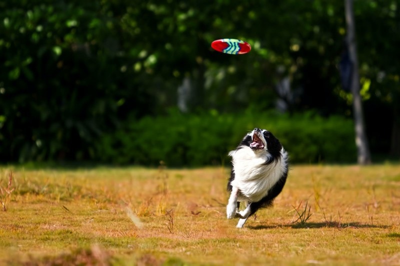 dog playing frisbee in the park