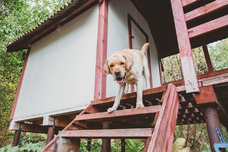 dog running down the stairs of DIY dog house