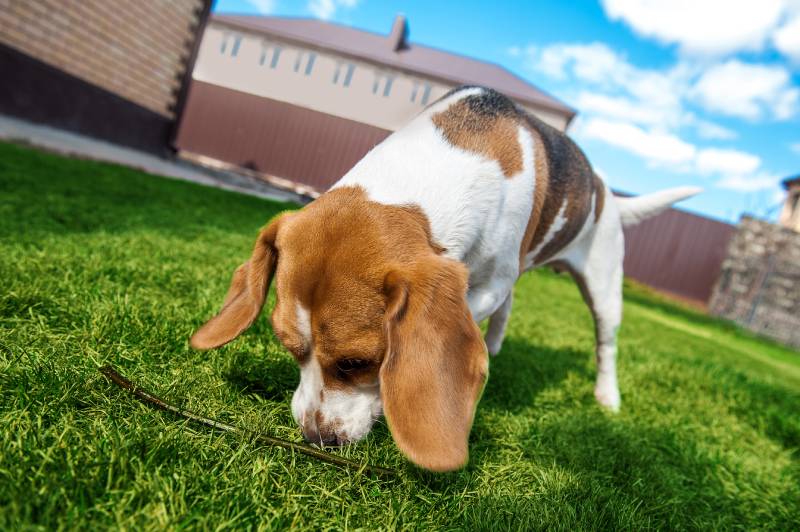 dog sniffing the ground