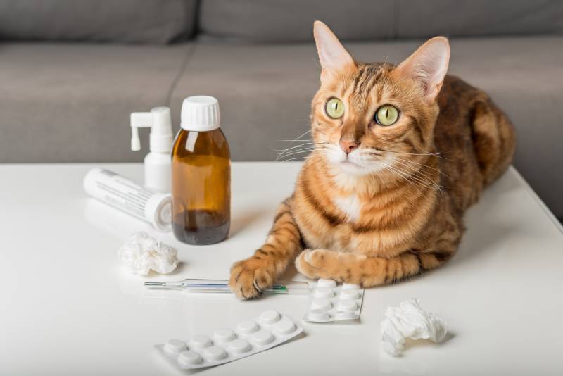 domestic cat on the table with medicines for colds