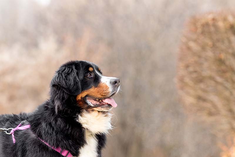 Bernese mountain dog in winter with harness