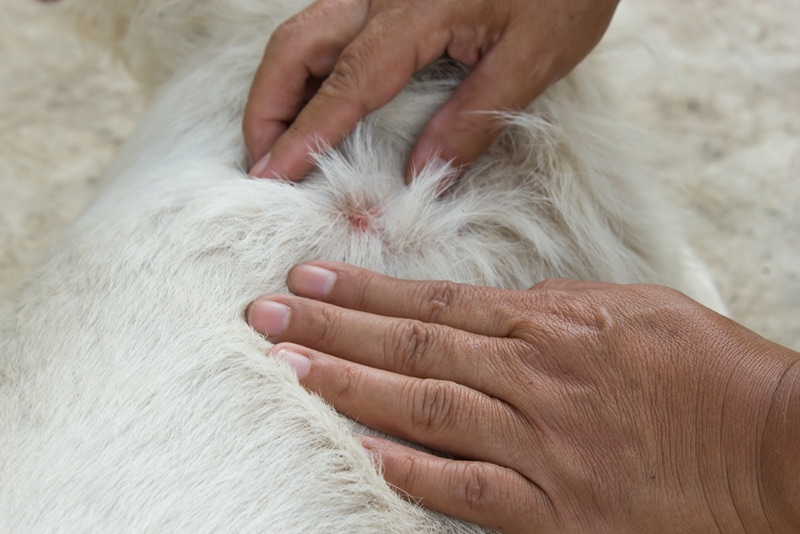 female hands parting dog's fur looking for tick