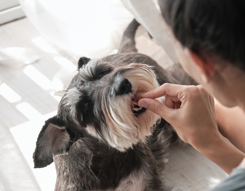 female owner giving dog treats to miniature schnauzer