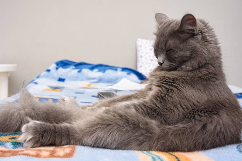 con mèo lông xám ngủ trên giường như một người đàn ông