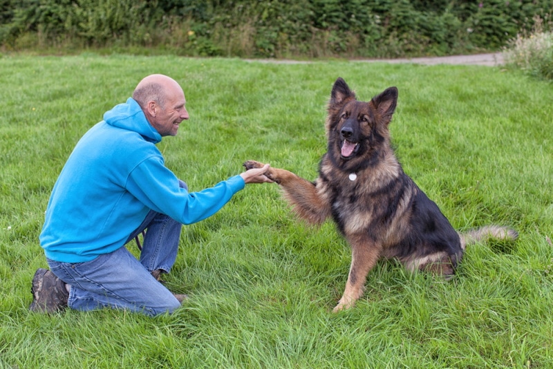 german shepherd dog with his owner