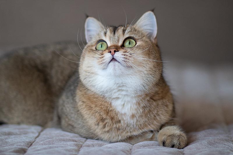 Golden Chinchilla British Shorthair cat looking up