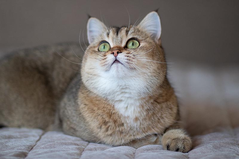 Mèo Chinchilla lông ngắn Anh lông vàng nhìn lên
