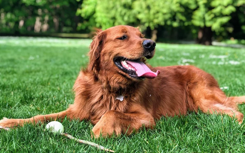 golden retriever with a dog toy on grassy park