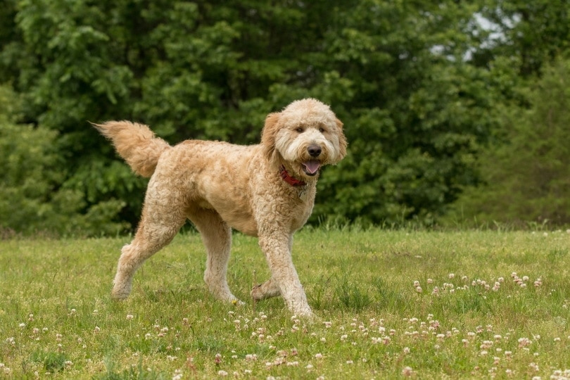 5 of the Most Adorable Goldendoodle Haircuts To Try On Your Curly-Haired  Cutie