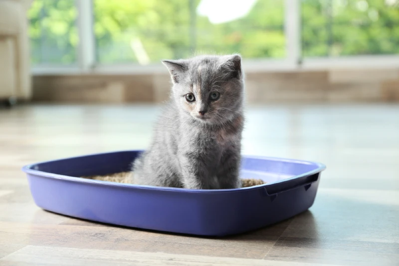 A gray British shorthair kitten in a cat litter box