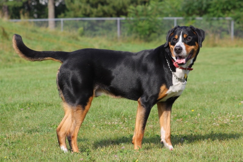 greater swiss mountain dog in the grass
