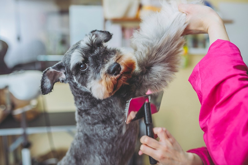 groomer brushing miniature schnauzer dog's fur