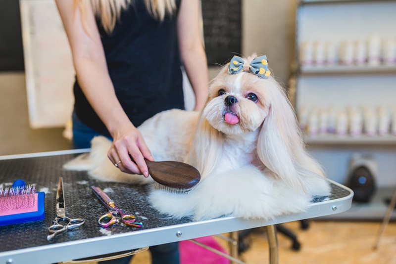 groomer brushing shih tzu dog's fur