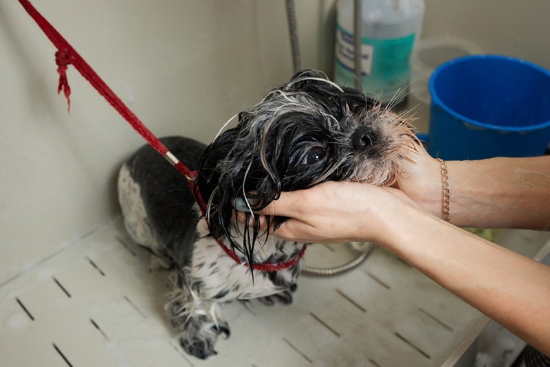 groomer washing shih tzu dog's face