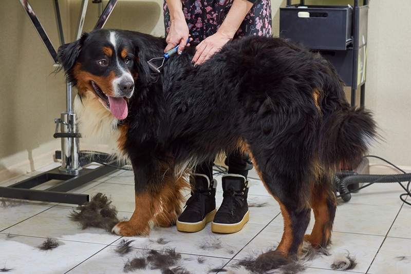 Best grooming brush on sale for bernese mountain dog