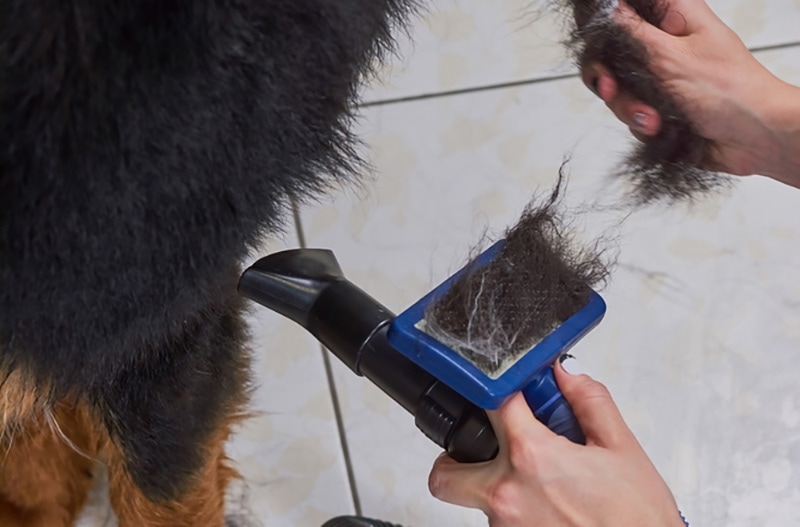 hair of bernese mountain dog