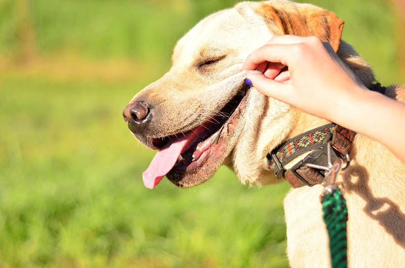 happy dog getting sunshine