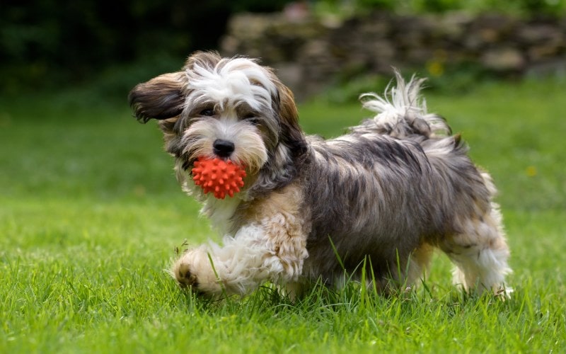 havanese dog playing with training ball on the grass