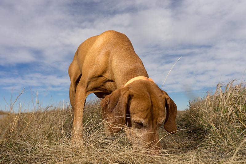 hunting dog sniffing the ground outdoors in the grass