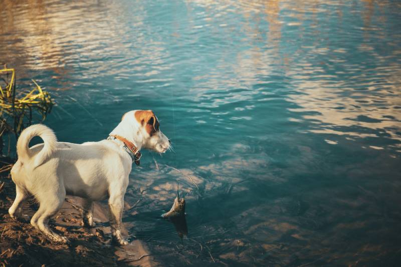 jack russell con chó con trong một chuyến đi câu cá
