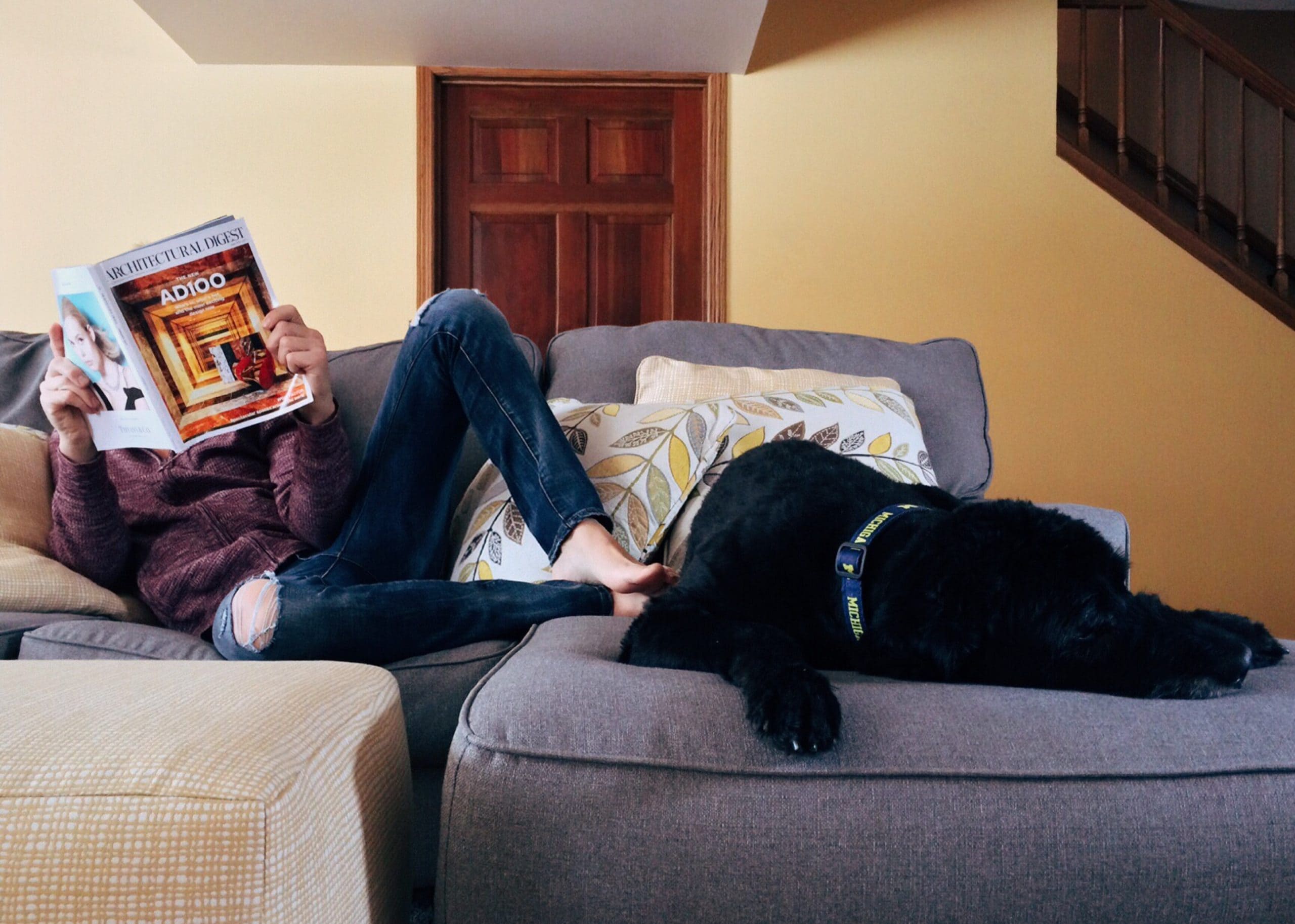 Dog on a Couch with owner Jumpstory