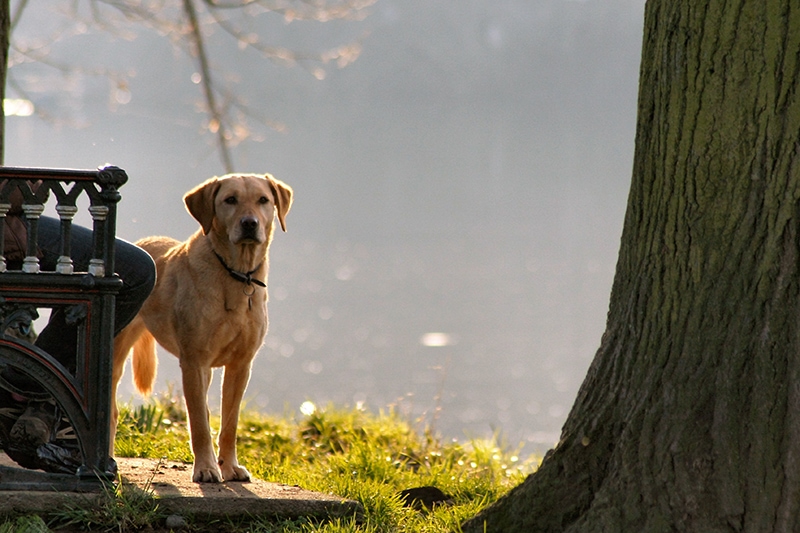 labrador at the park