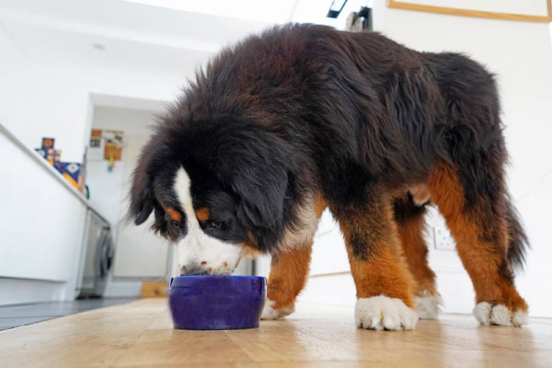 large fluffy bernese Mountain Dog with huge paws eating out of blue bowl