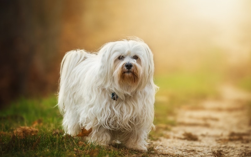 con chó havanese lông dài ở ngoài trời