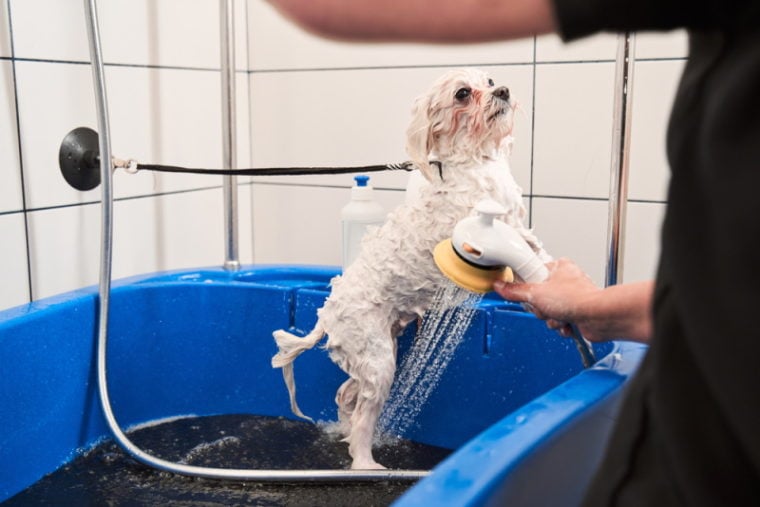 How Often Should I Bathe My Maltipoo? Breed Grooming Tips Hepper