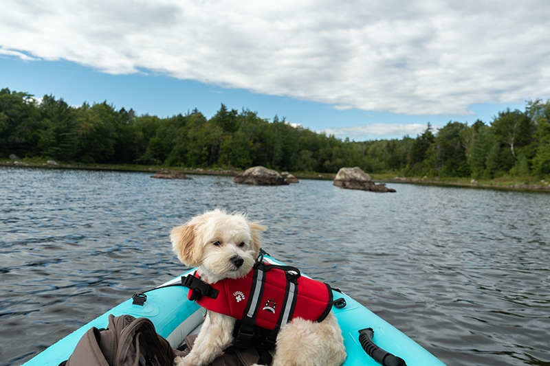 Maltipoo wearing life jacket while on a kayak