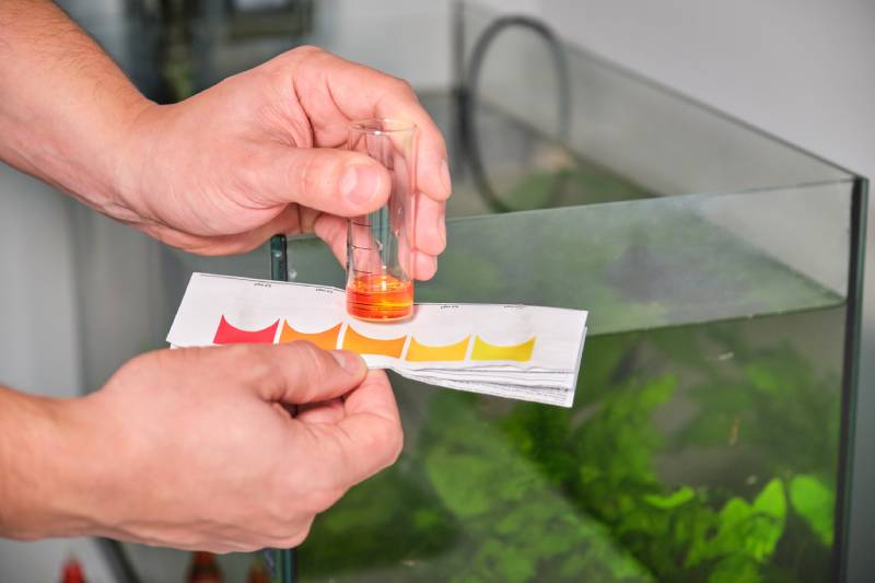 man conducting ammonia test in front of freshwater aquarium