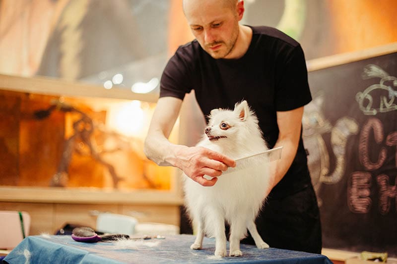 man grooming a white pomeranian