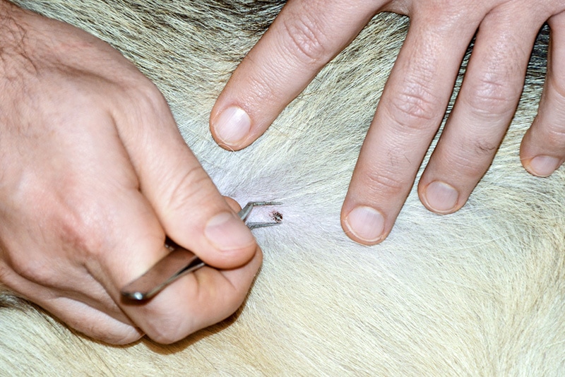 man removing tick from dog with tweezers