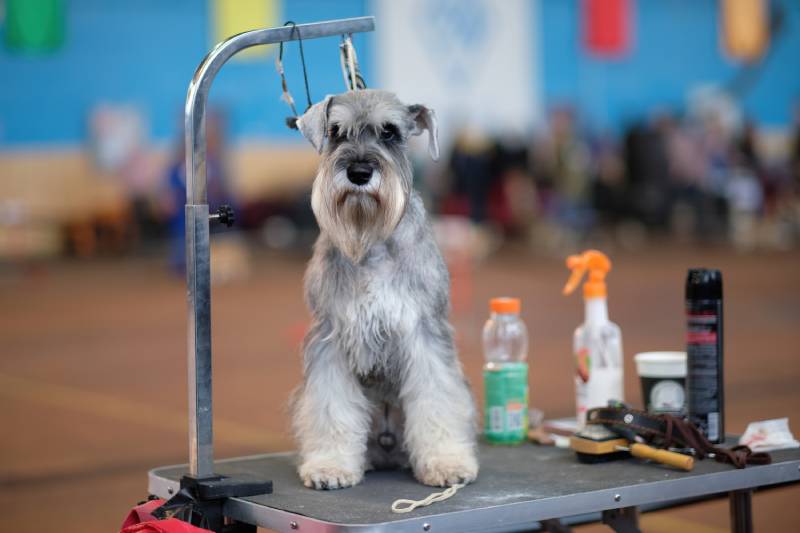 miniature schnauzer dog on a grooming table next to cosmetics and grooming tools