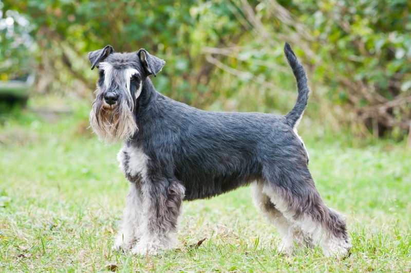 miniature schnauzer in the grass