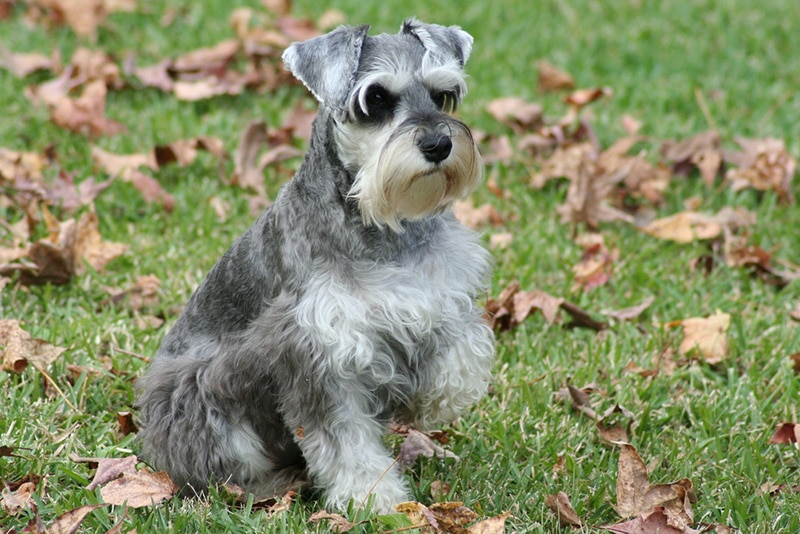 miniature schnauzer sitting outdoor